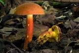 Lanmaoa pseudosensibilis image