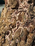Gloeoporus dichrous image