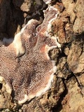 Gloeoporus dichrous image