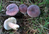Russula mariae image
