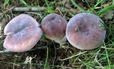 Russula mariae image
