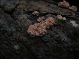 Xylaria cubensis image