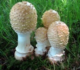 Amanita velatipes image