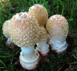 Amanita velatipes image