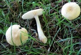 Amanita minutula image