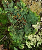 Lobaria quercizans image