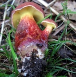 Baorangia bicolor image