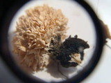 Xylaria cubensis image