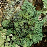 Heterodermia hypoleuca image