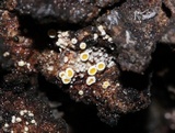 Lachnellula resinaria image