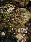 Lachnellula resinaria image
