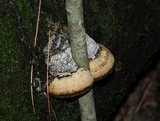 Fomes excavatus image
