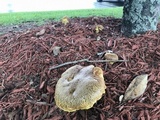 Boletus luridellus image