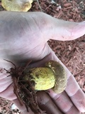 Boletus luridellus image