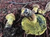 Boletus luridellus image