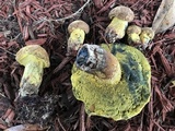 Boletus luridellus image