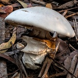 Cortinarius australiensis image