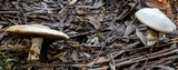 Cortinarius australiensis image
