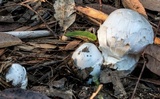 Cortinarius australiensis image