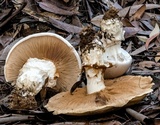 Cortinarius australiensis image