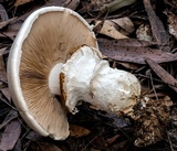 Cortinarius australiensis image