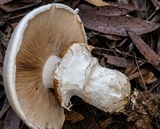 Cortinarius australiensis image