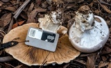Cortinarius australiensis image