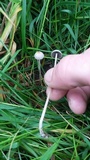 Panaeolus fimicola image