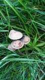 Panaeolus cinctulus image