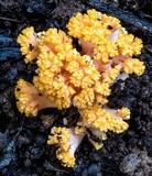 Ramaria capitata image