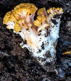 Ramaria capitata image