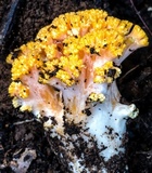 Ramaria capitata image