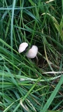 Panaeolus cinctulus image