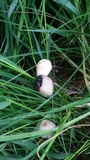 Panaeolus cinctulus image