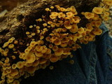 Xeromphalina kauffmanii image