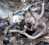 Clavulina subrugosa image