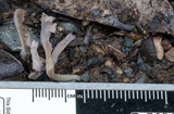 Clavulina subrugosa image