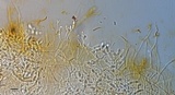 Guepiniopsis buccina image