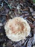Russula compacta image