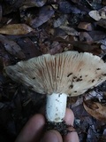 Russula compacta image