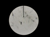 Climacocystis borealis image