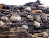 Lycogala epidendrum image