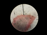 Pluteus chrysophlebius image