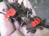 Sarcoscypha occidentalis image