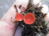 Sarcoscypha occidentalis image