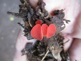 Sarcoscypha occidentalis image