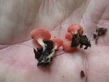 Sarcoscypha occidentalis image