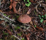 Suillus lakei image