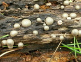 Lycogala epidendrum image