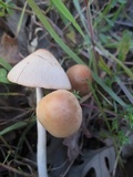 Parasola conopilea image